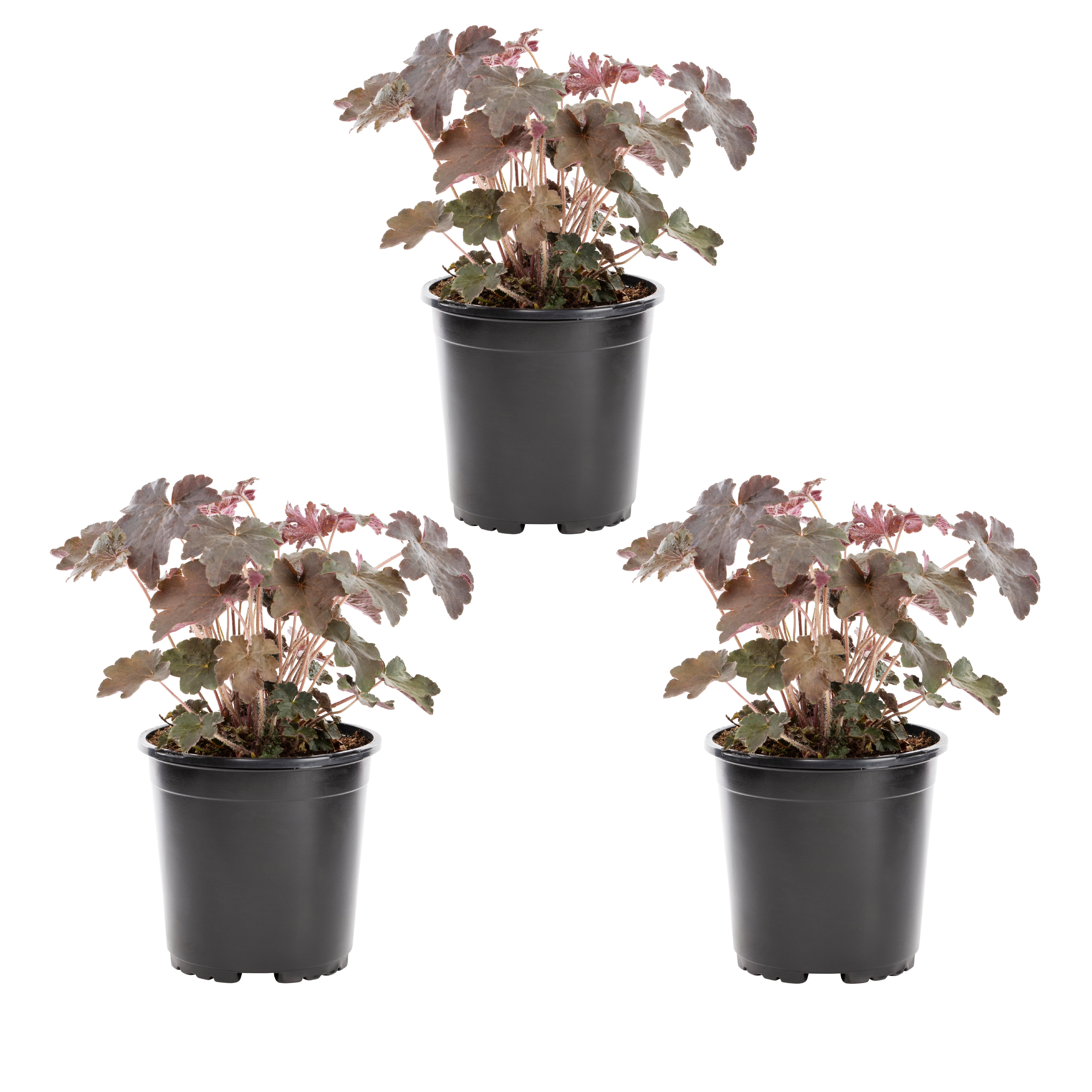 Expert Gardener Purple Heuchera Live Perennial Plant, 3-Pack, 2QT Grower Pots