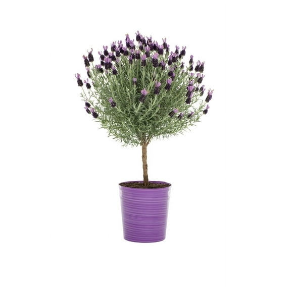 Expert Gardener 2.5QT Purple Lavender Live Tree Plant Decorative Pot Sun