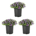 thumbnail image 1 of Expert Gardener 2.5QT Purple Phlox Live Perennial Plant Sun 3-Pack, 1 of 6