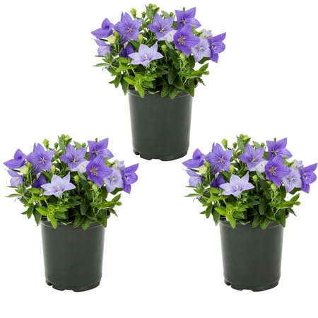 Expert Gardener 2.5QT Purple Platycodon Live Perennial Plant Sun 3-Pack