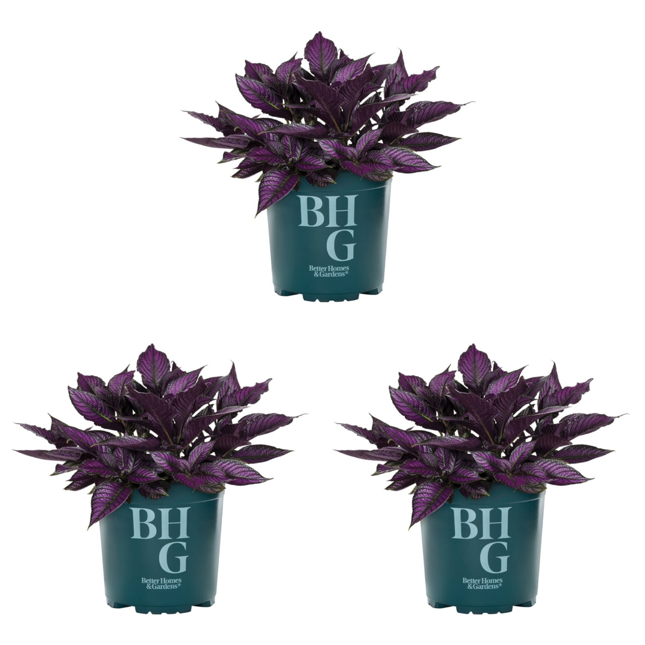 Expert Gardener 2.5QT Purple Strobilanthes Live Annual Plant Sun 3-Pack