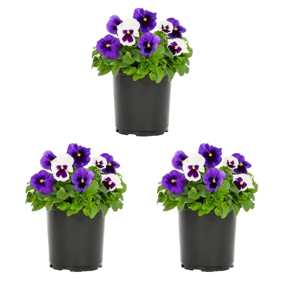 Expert Gardener 2.5QT Purple White Pansy Live Annual Plant Sun 3-Pack