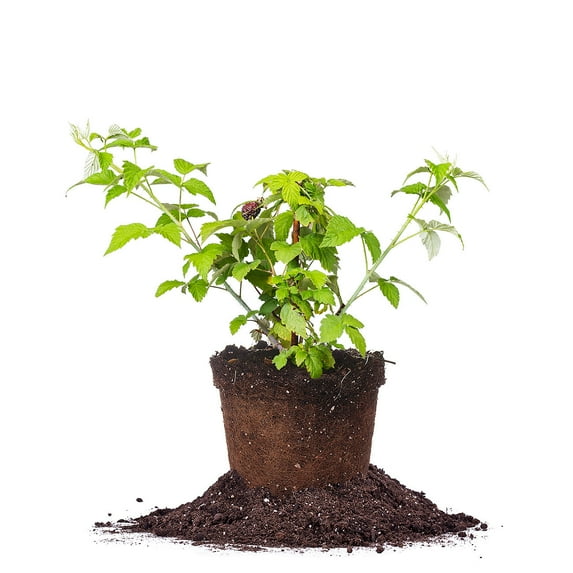 Expert Gardener 2.5QT Raspberry Heritage Small Edible Fruit Live Plants Full Sun Red