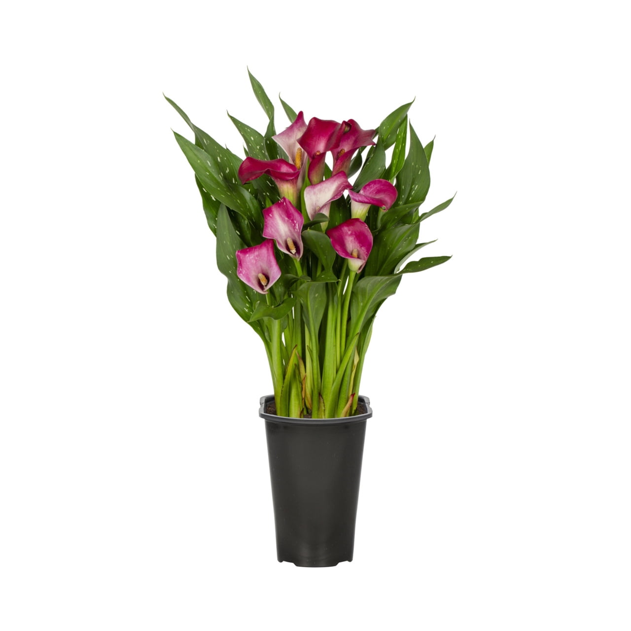 Expert Gardener 2QT Red Calla Lily Live Perennial Plant Partial Sun ...