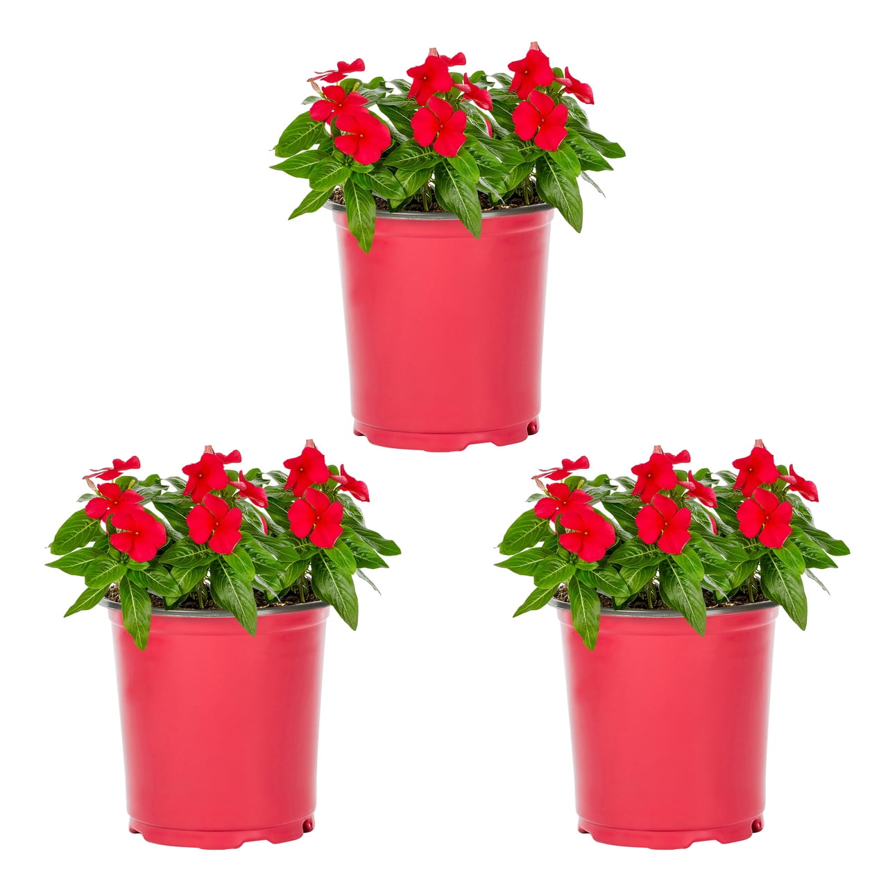 Expert Gardener 2QT Red Vinca Live Annual Plant Sun 3-Pack