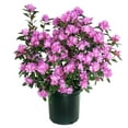 thumbnail image 1 of Expert Gardener 2.5QT Rhododendron Flowering Evergreen Live Plants Full Sun Multicolor, 1 of 1