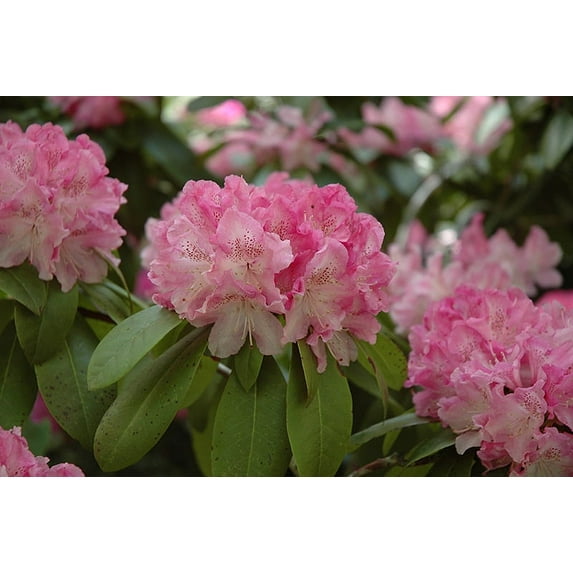 Expert Gardener 2.5QT Rhododendron Holden Live Plants Full Sun Pink