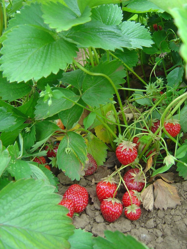 Expert Gardener 2.5QT Strawberry Live Plant, Full Sun, Red, 1 Count
