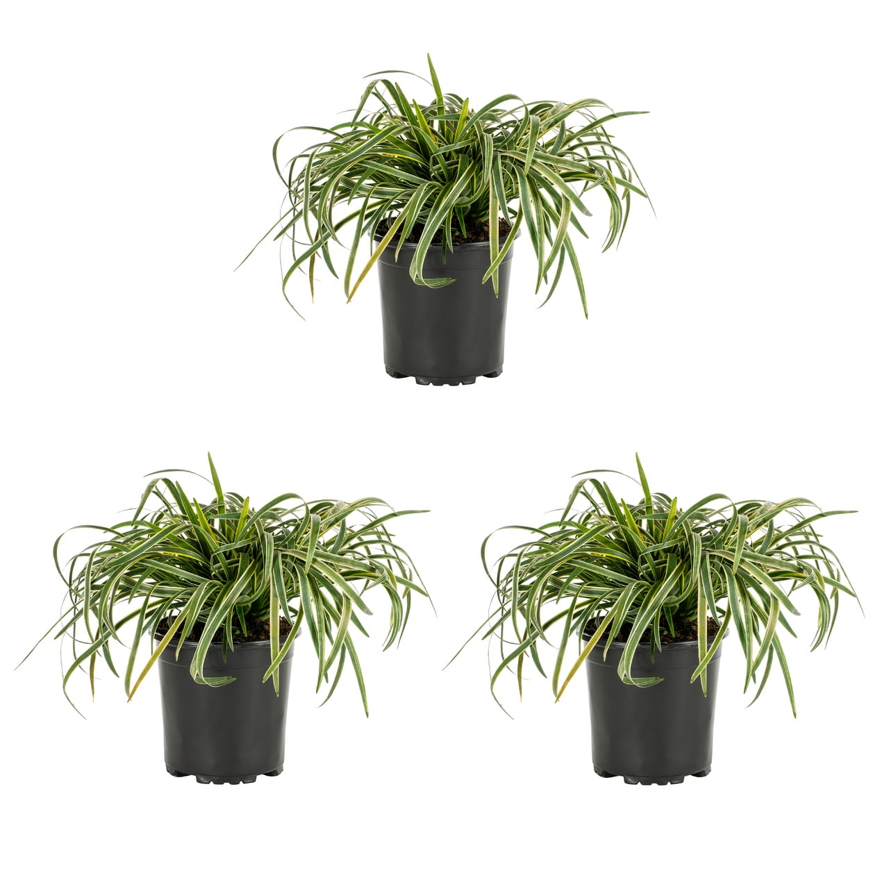 Expert Gardener 2QT Variegated Liriope Live Perennial Plant Sun 3-Pack