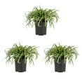 thumbnail image 1 of Expert Gardener 2.5QT Variegated Liriope Live Perennial Plant Sun 3-Pack, 1 of 5