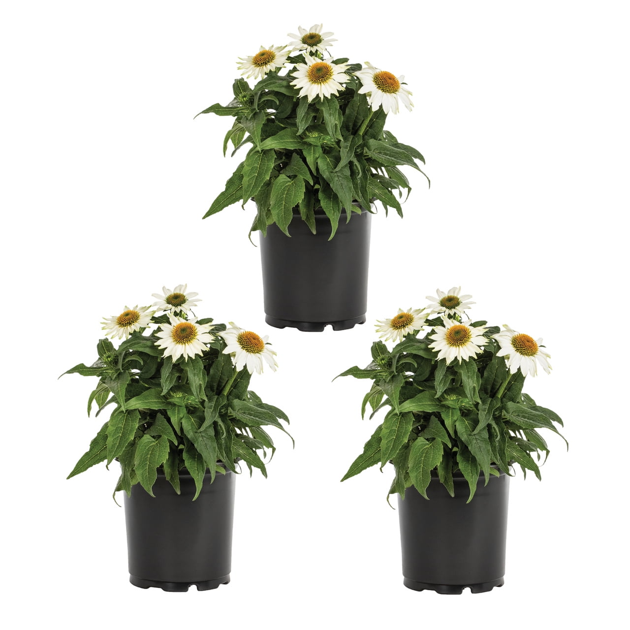 Expert Gardener 2.5QT White Echinacea Live Perennial Plant Sun 3-Pack