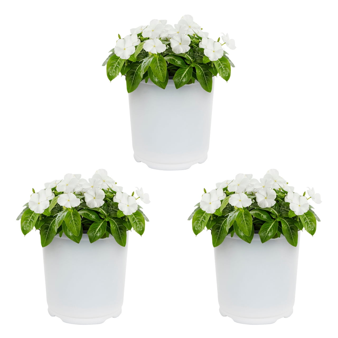 Expert Gardener 2QT White Vinca Live Annual Plant Sun 3-Pack
