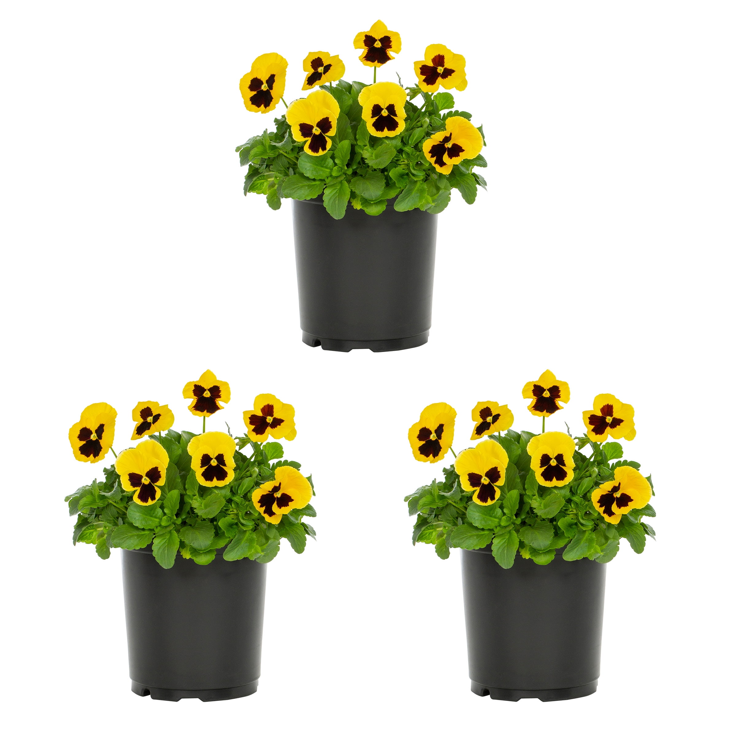 Expert Gardener 2QT Yellow Blotch Pansy Live Plant Grower Pot Sun (3 Pack)