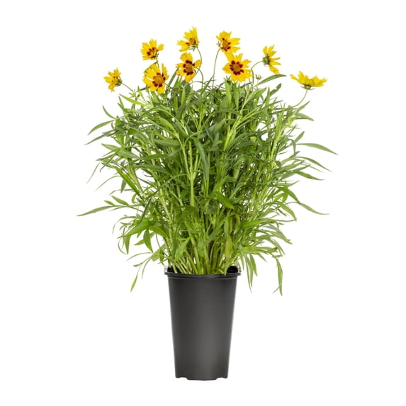 Expert Gardener 2QT Yellow Coreopsis Castello Compact Gold Live Perennial Plant Sun