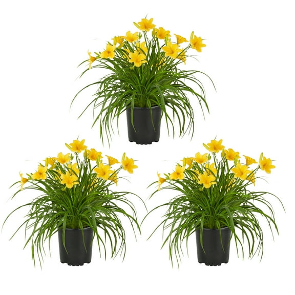 Expert Gardener 2.5QT Yellow Daylily Live Perennial Plant Sun 3-Pack