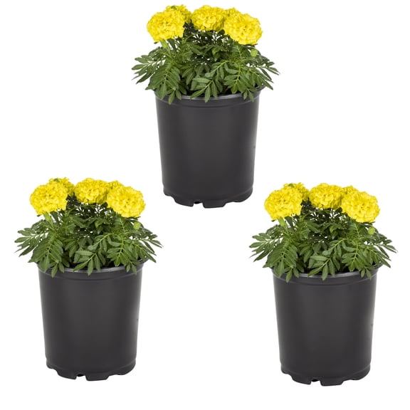 Expert Gardener 2.5QT Yellow Marigold Live Annual Plant Sun 3-Pack
