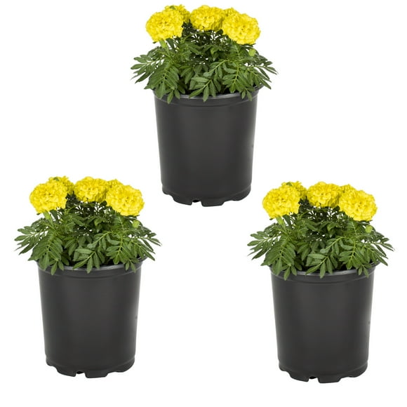 Expert Gardener 2.5QT Yellow Marigold Live Annual Plant Sun 3-Pack