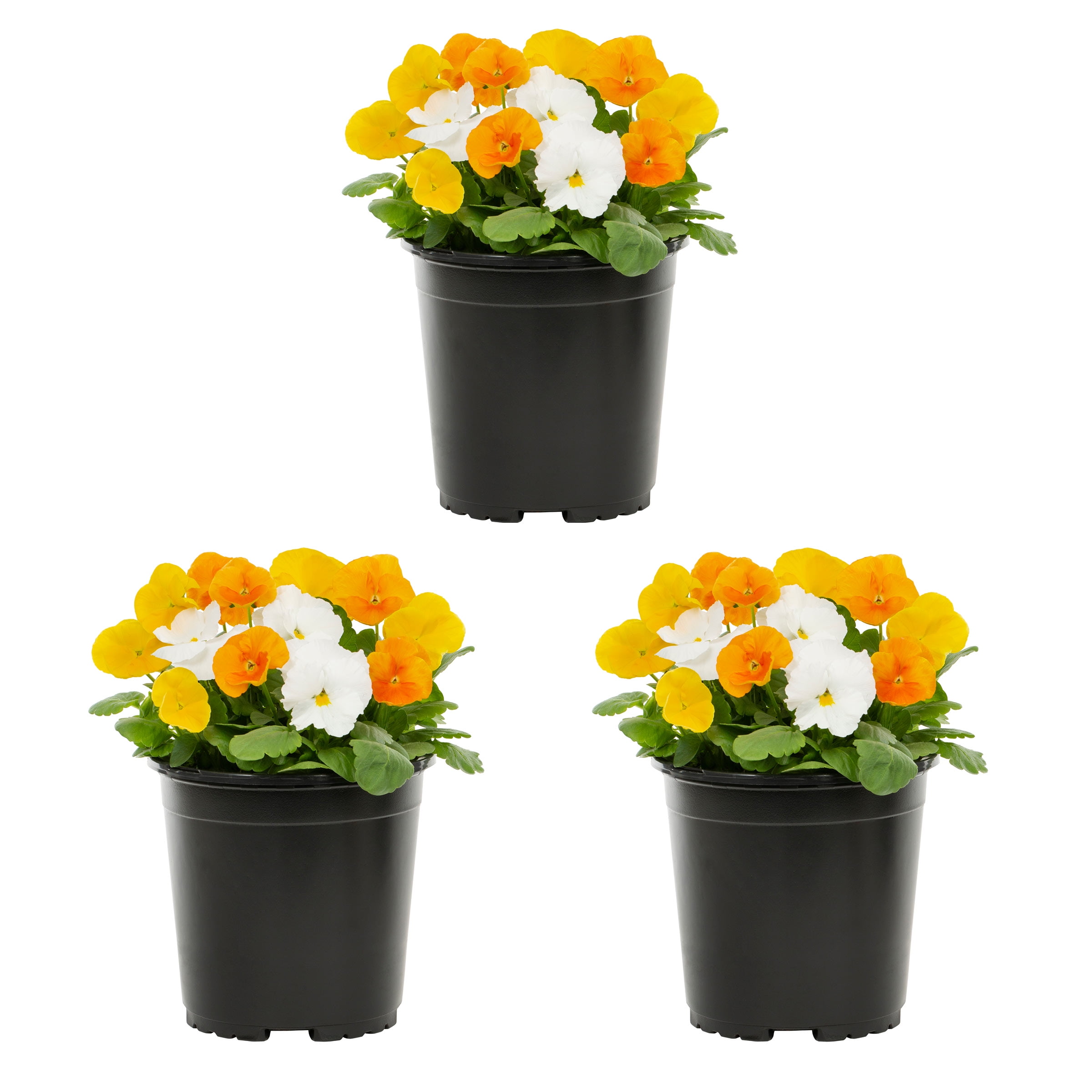 Expert Gardener 2.5QT Yellow Orange White Pansy Live Annual Plant Sun 3-Pack
