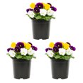 thumbnail image 1 of Expert Gardener 2.5QT Yellow Purple White Pansy Live Annual Plant Sun 3-Pack, 1 of 6