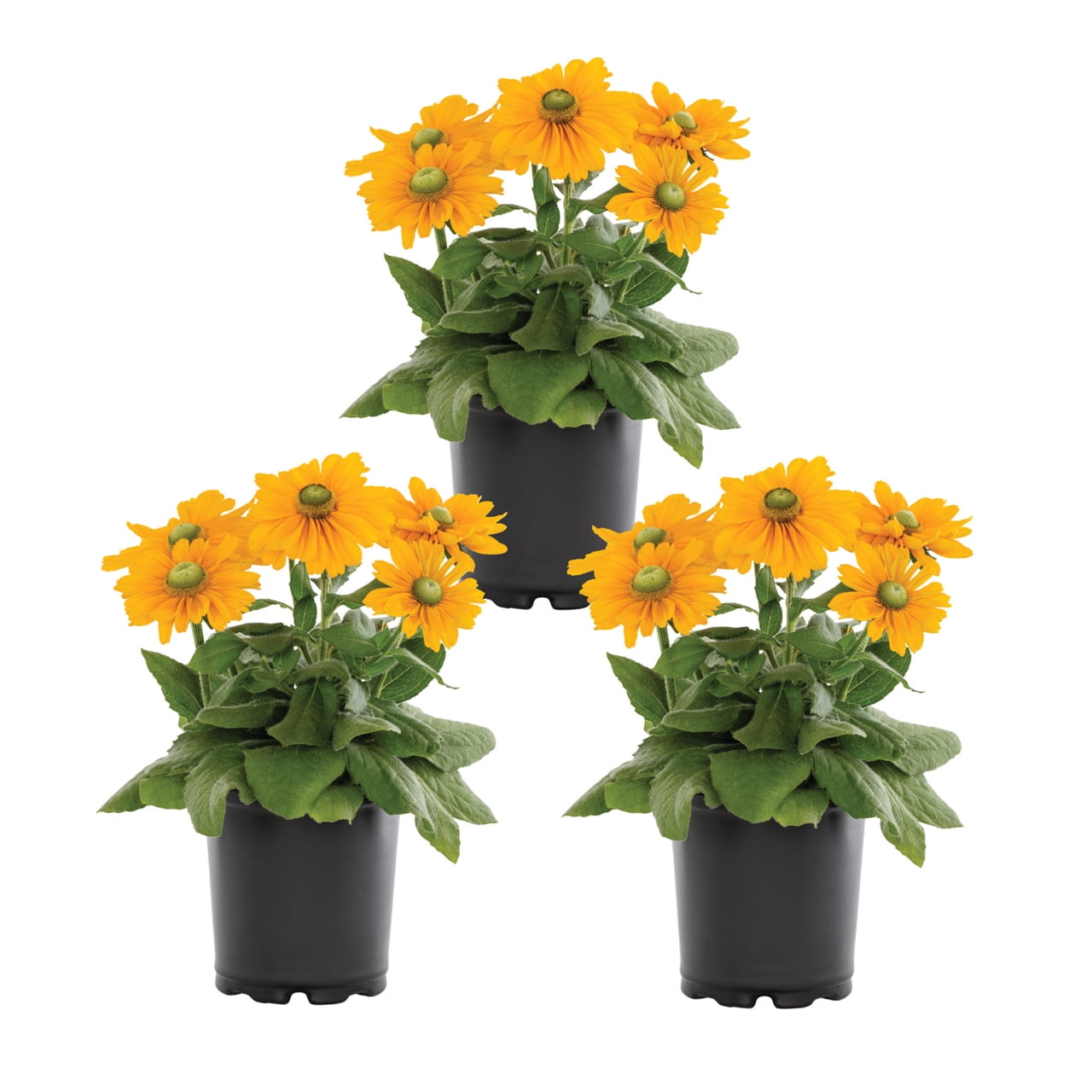 Expert Gardener Yellow Rudbeckia Live Perennial Plant, 2QT Grower Pot, Full Sun, 3-Pack