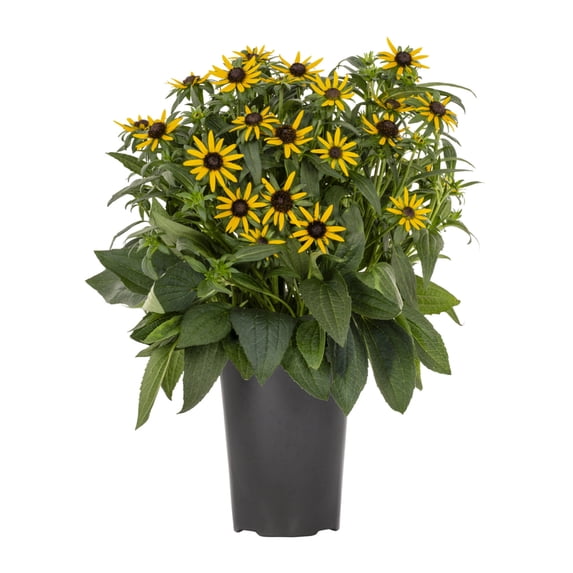Expert Gardener 2QT Yellow Rudbeckia Live Perennial Plant Sun