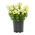 thumbnail image 1 of Expert Gardener 2QT Yellow Snapdragon Live Annual Plant Sun, 1 of 8
