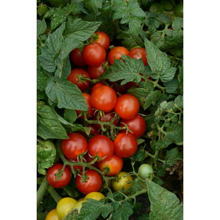 Expert Gardener 2.5g Tomato W Cage