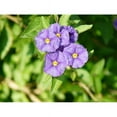 thumbnail image 1 of Expert Gardener 2.5qt Lycianthes, 1 of 1