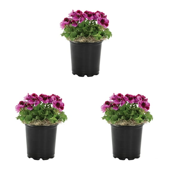 Expert Gardener 2QT Dark Pink White Geranium Live Annual Plant Sun 3-Pack