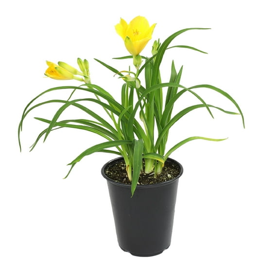 Expert Gardener 2QT Daylily Live Plant Sun