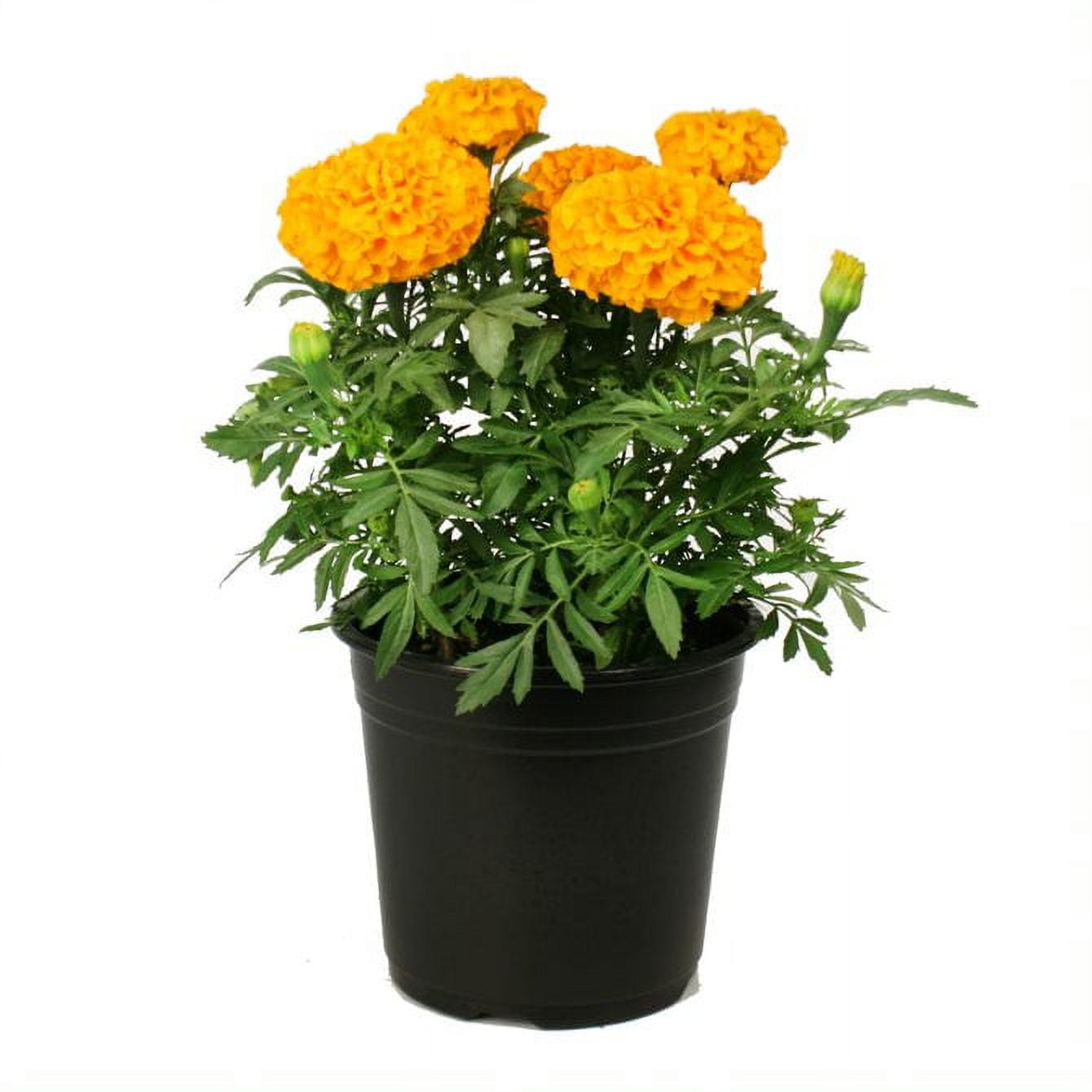 Expert Gardener 2QT Marigold Live Plant Sun