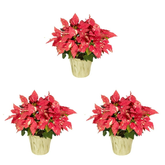 Expert Gardener 2QT Multicolor Red White Poinsettia Live Plant Decorative Champagne Foil Cover Indirect Sun 3 Pack