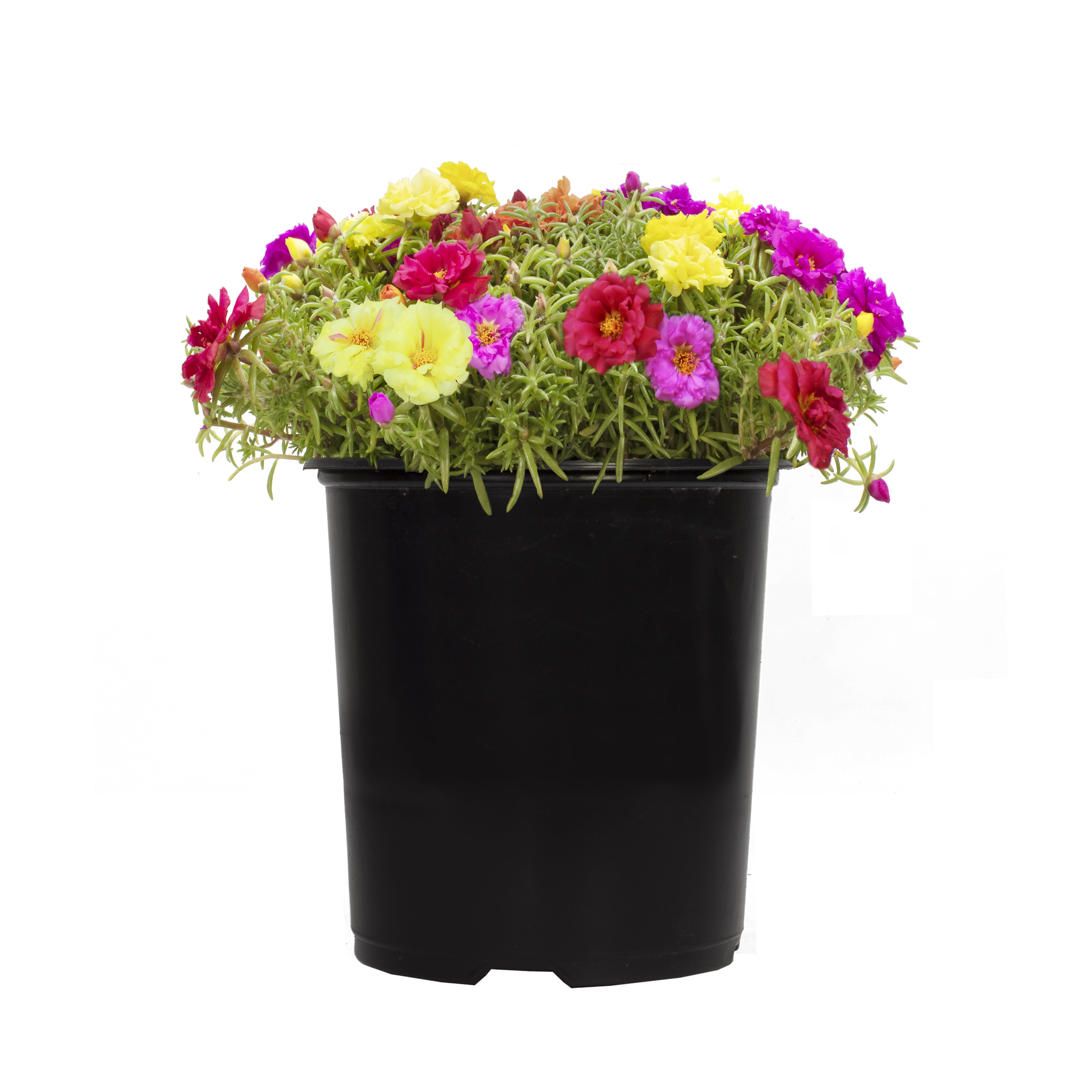 Expert Gardener 2QT Orange Pink Yellow Portulaca Live Plant Sun