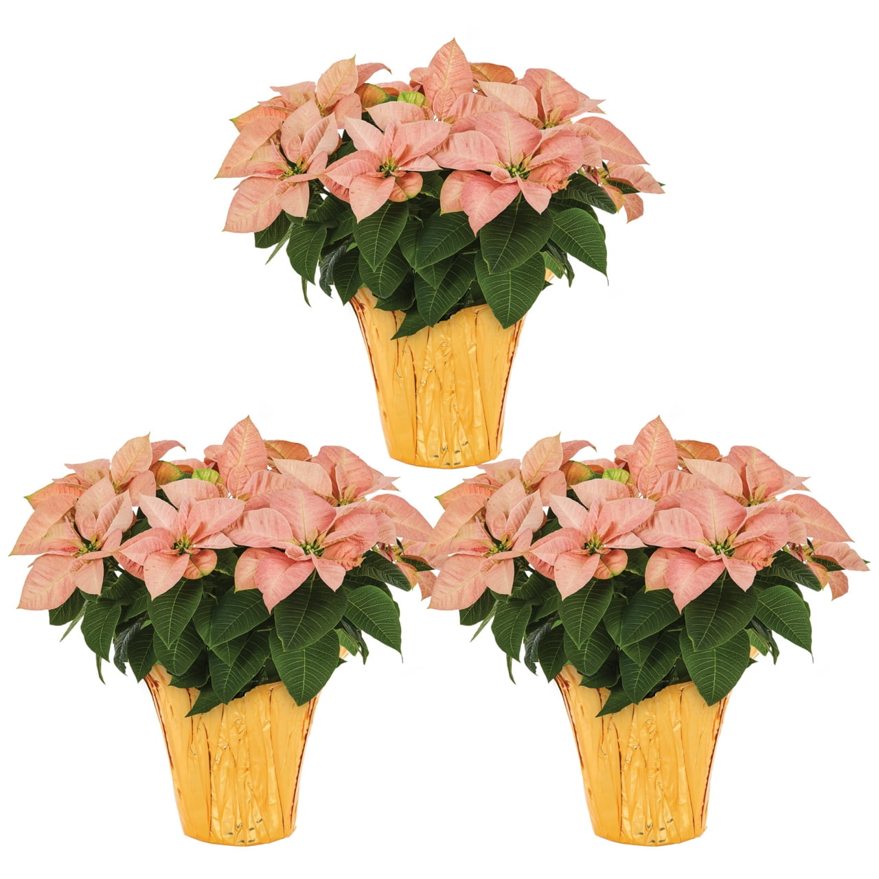 Expert Gardener 2QT Orange Poinsettia Live Houseplant Champagne Foil Cover Indirect Sunlight 3 Pack