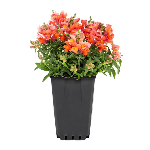 Expert Gardener 2QT Orange Snapdragon Live Annual Plant Sun 3-Pack