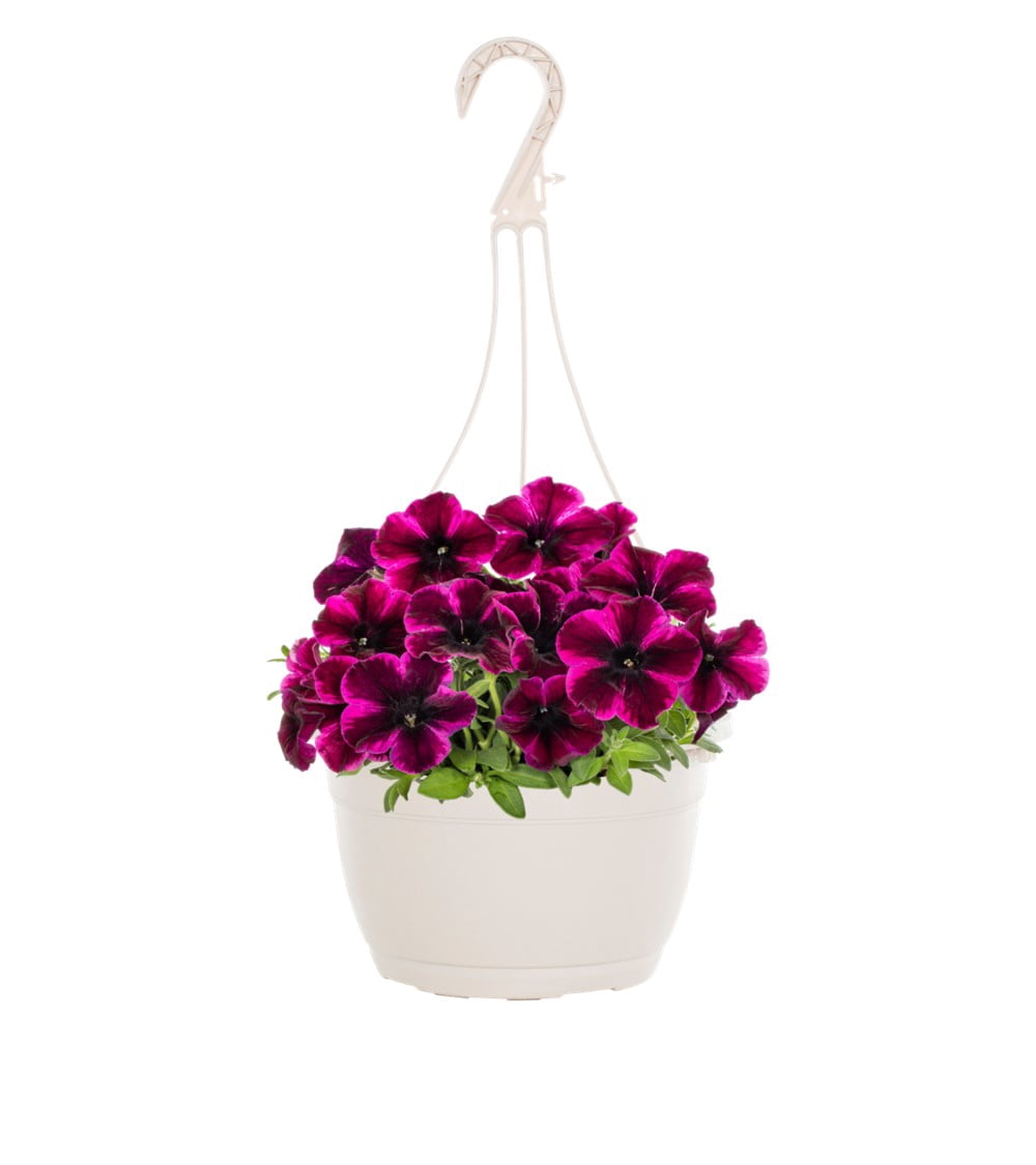Expert Gardener 1.5 gal Pink Petunia Live Annual Plant Hanging Basket, Full Sun