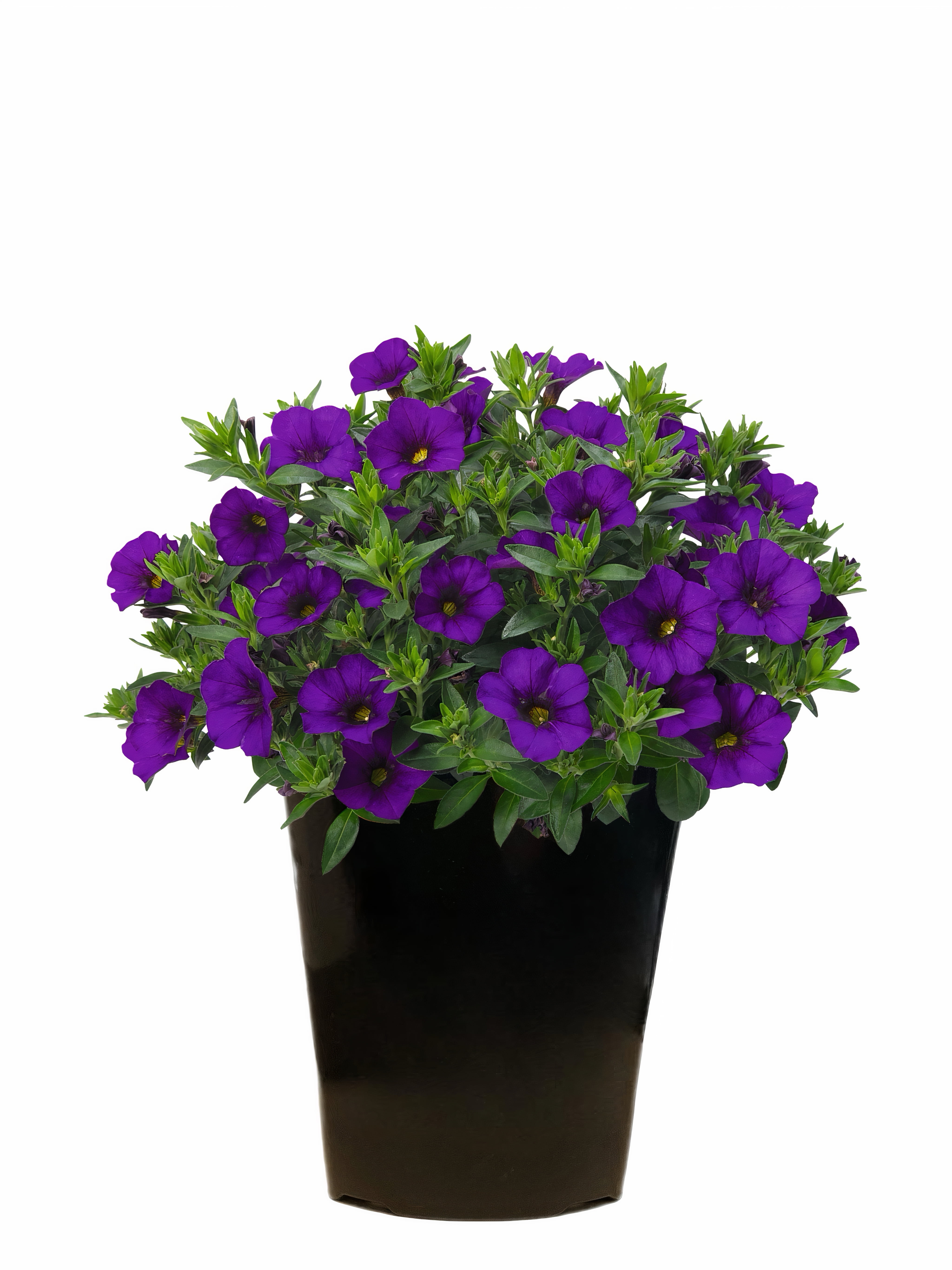 Sample Grower Pot Expert Gardener 2Qt Calibrachoa Assorted Colors Live Plant Grower Pot ...