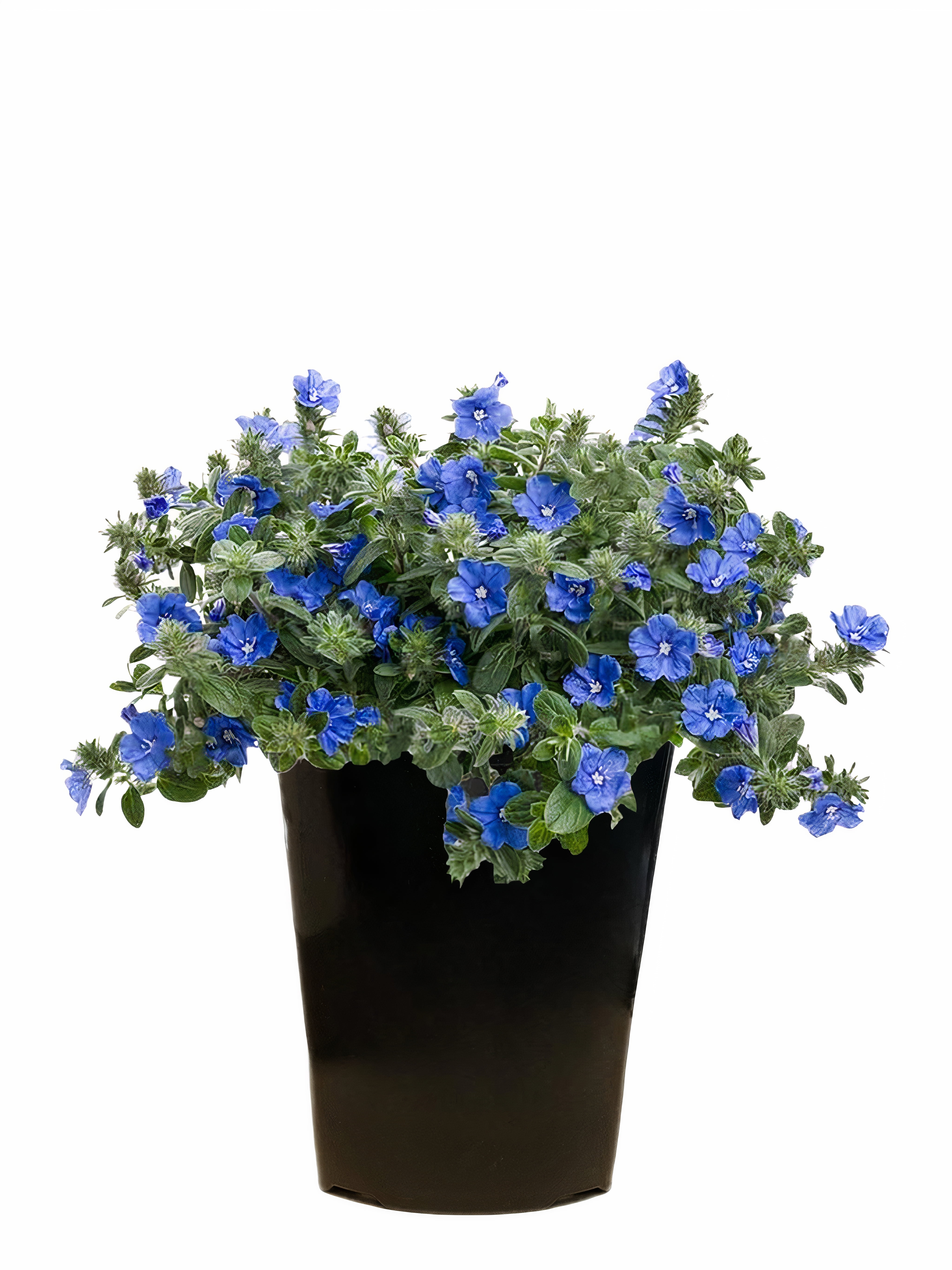 Expert Gardener 2Qt Evolvulous Blue Daze Live Plant Grower Pot Full Sun