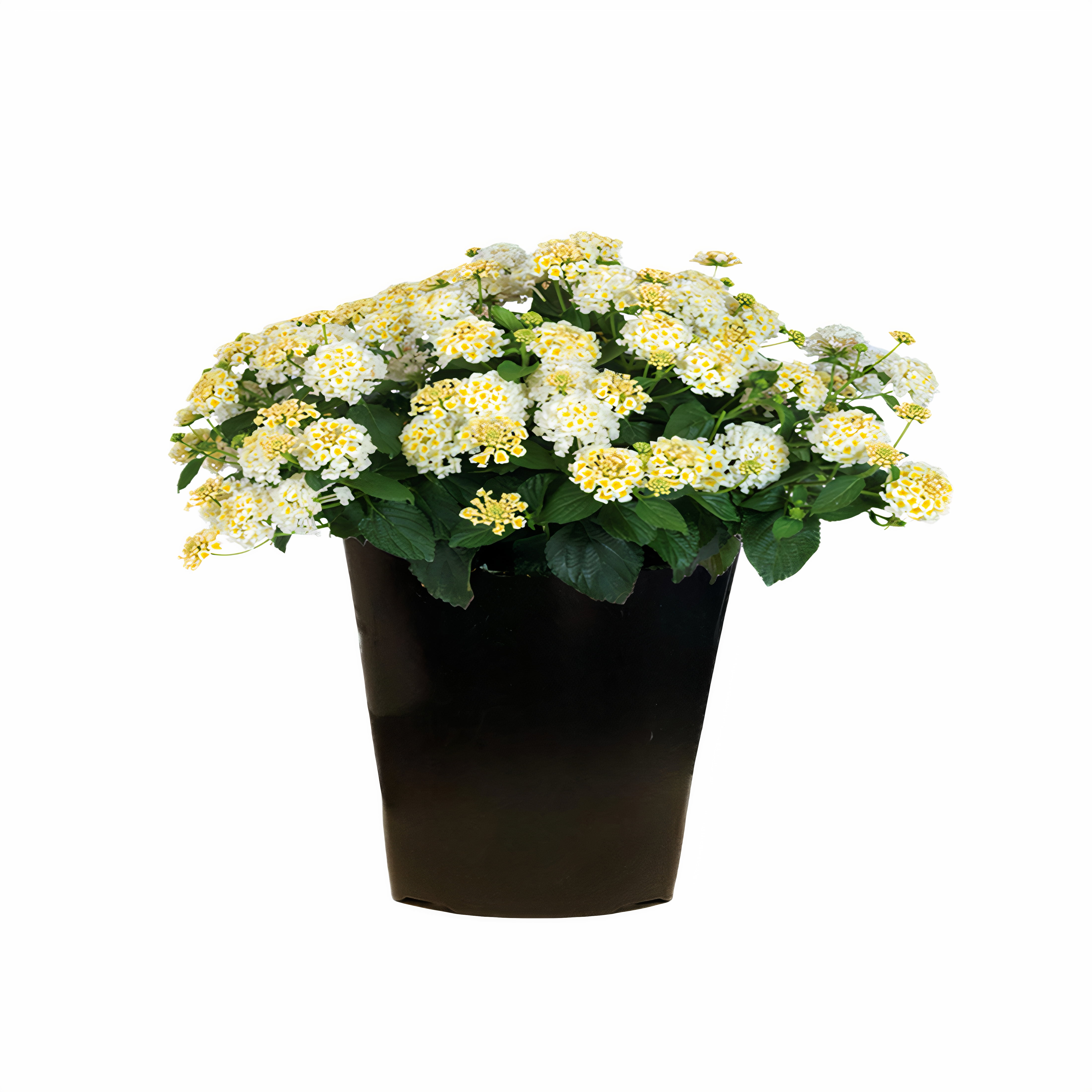 Expert Gardener 2Qt Lantana White Live Plant Grower Pot Full Sun