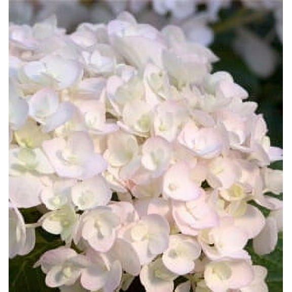 The Original Hydrangea (2 Gallon) Endless Summer Outdoor Live Plant