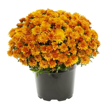 Expert Gardener 3QT Orange Mum Live Plant in Grower Pot, Full Sun