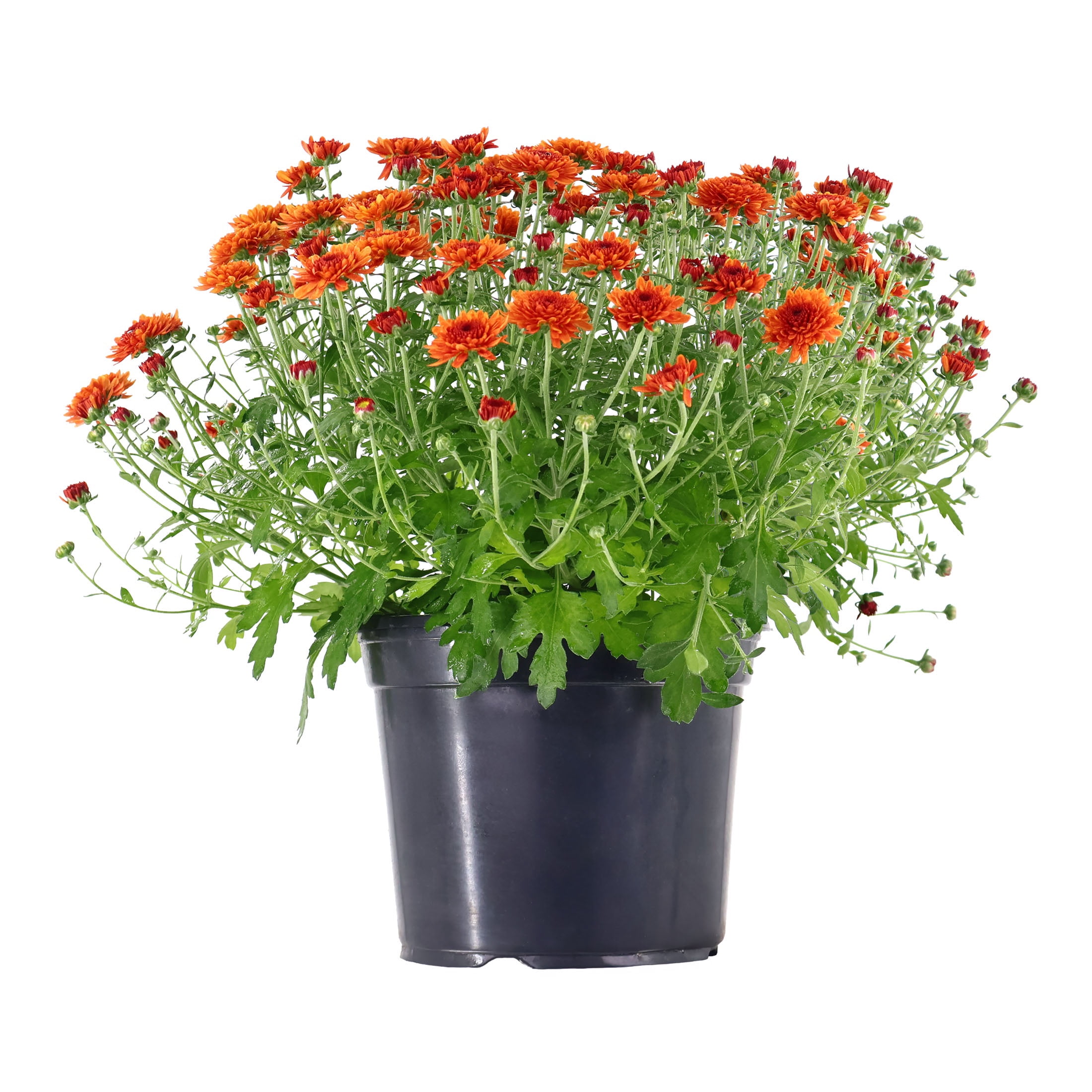 Expert Gardener 12" Orange Mum Live Plants in 6" Grower Pot Full Sun
