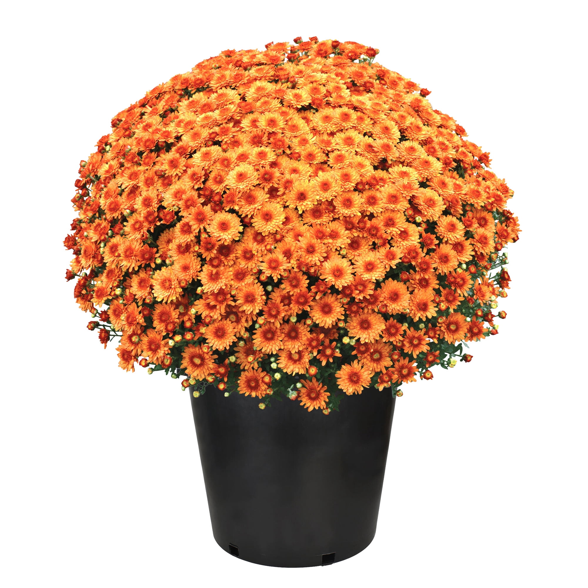 Expert Gardener Orange Mum Chrysanthemum Live Plant, 3 qt Grower Pot