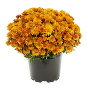 Expert Gardener 3.0QT Orange Mum Live Plant in Grower Pot