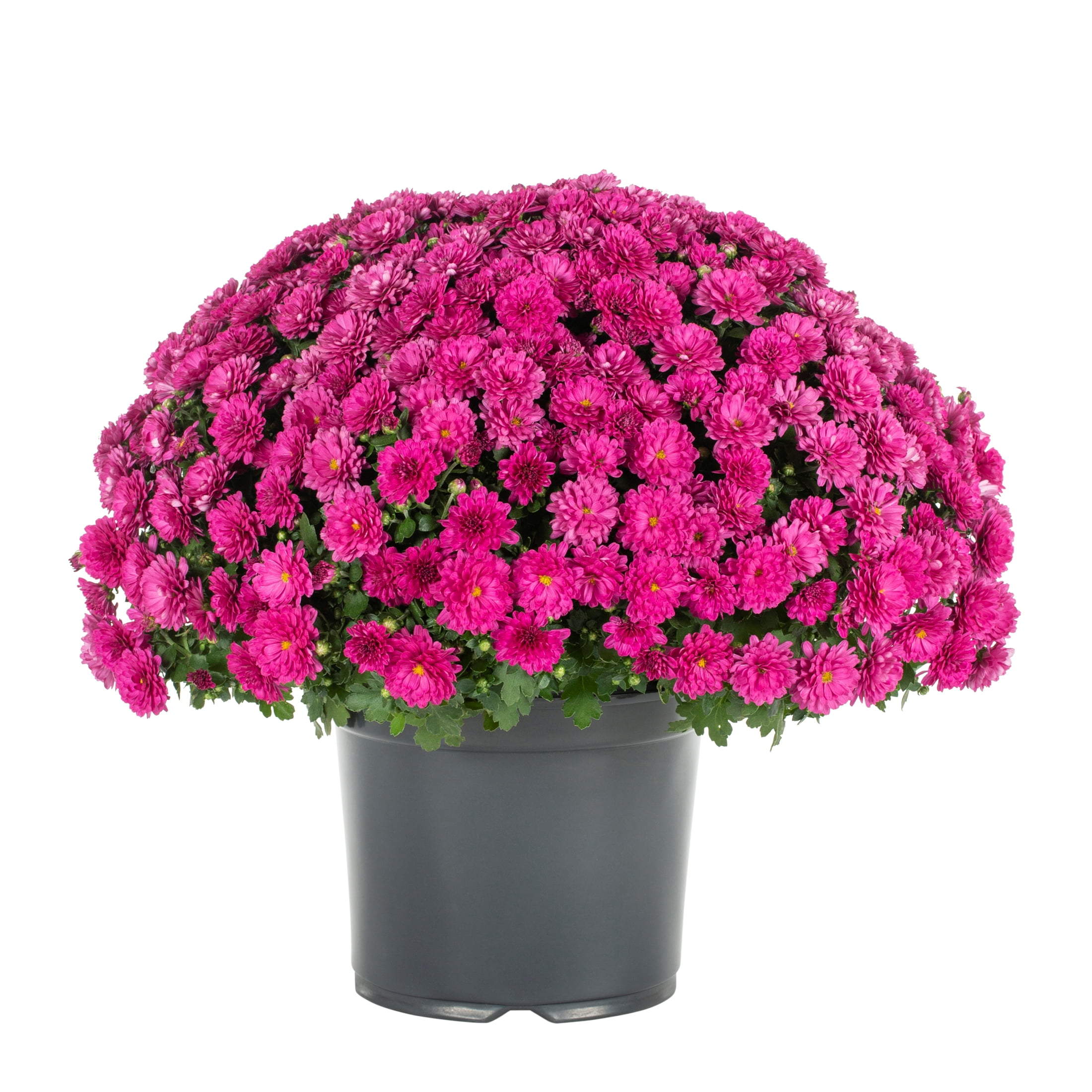 Expert Gardener 3QT Purple Mum Live Plant in Grower Pot