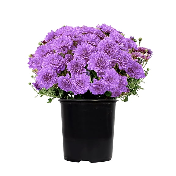Expert Gardener 3.0QT Purple Mum Live Plant in Grower Pot