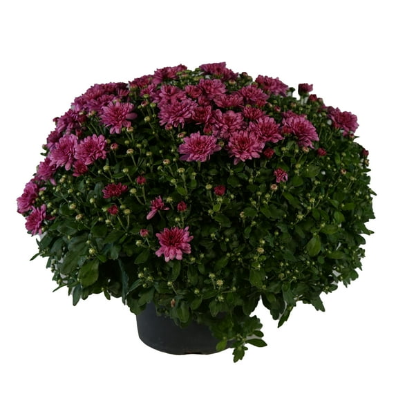 Expert Gardener 3.0QT Purple Mum Live Plant in Grower Pot