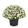 thumbnail image 1 of Expert Gardener 3.0QT White Mum Live Plant in Grower Pot, 1 of 6