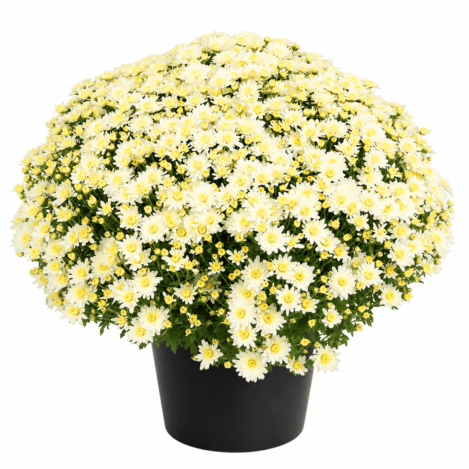 Expert Gardener 3 Qt White Mum Flowers Live Outdoor Plant, Grower Pot, Full Sun