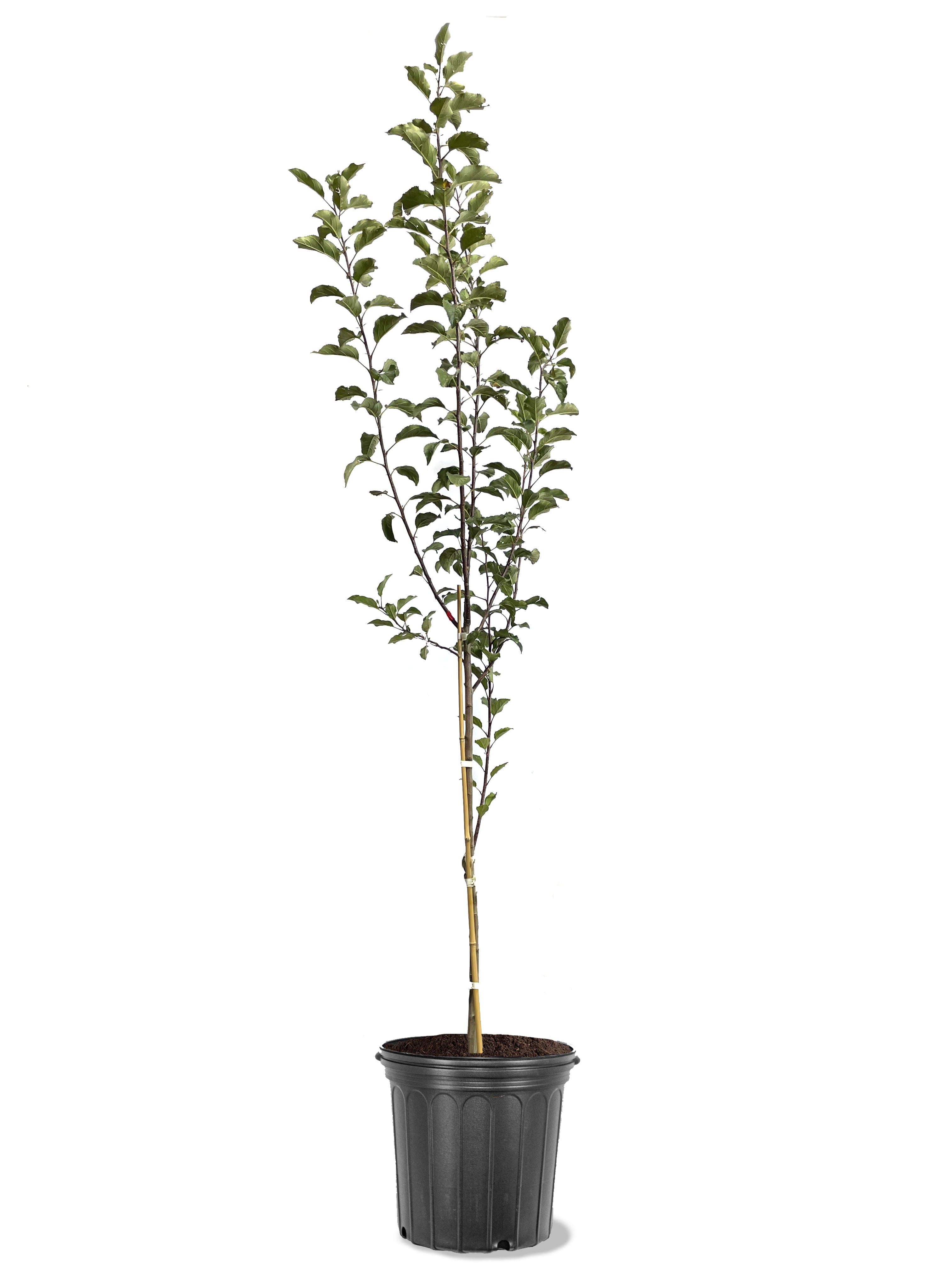Expert Gardener Gala Apple Live Tree, 3.25 Gallon